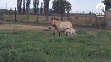 �������� �� �� ���, � ����������� "�������-����" ������������ ��������� ����-���