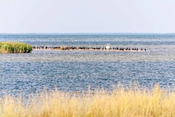 «Жемчужины» Херсонщины: Черноморский биосферный заповедник