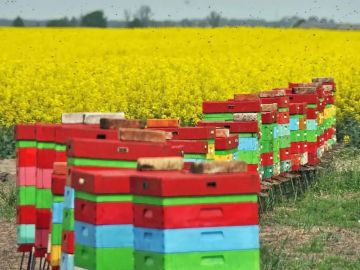 Россельхознадзор предупреждает пчеловодов Херсонской области: сроки уведомления о применении пестицидов сокращены до 24 часов