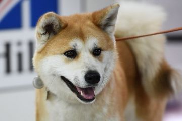 �������: ��������� ������� �������� �� ����� �������� ������ ����� ���� ������