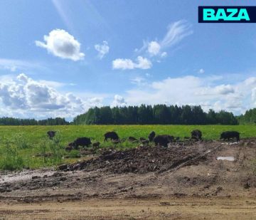 ОПГ из агрессивных кабаносвиней терроризирует несколько деревень в Кировской области — хряки нападают на детей, вытаптывают огороды и провоцируют ДТП