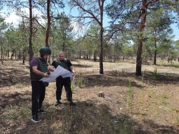 Сосновые боры Херсонщины под усиленным контролем лесной охраны