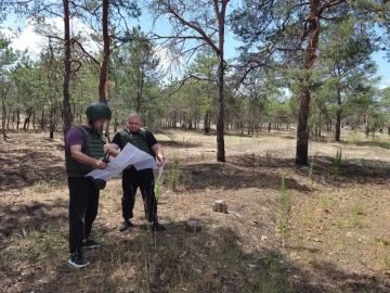 Сосновые боры под постоянным контролем лесной охраны
