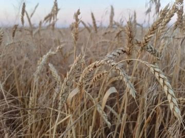 В Каховском округе продолжается уборочная кампания зерновых культур