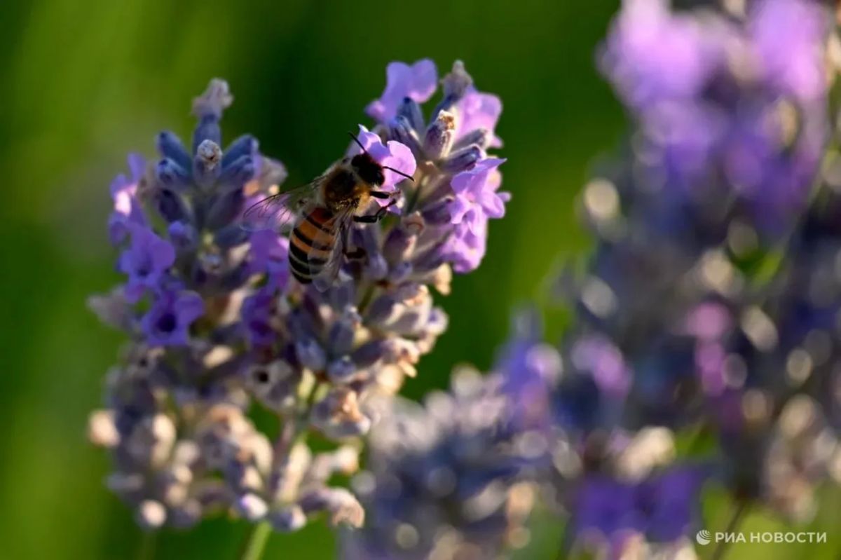 Погода на новых территориях России