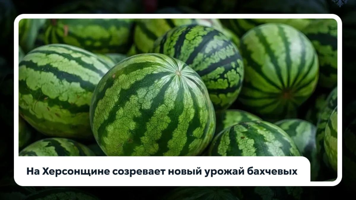 В Херсонской области стартовал сезон сбора бахчевых