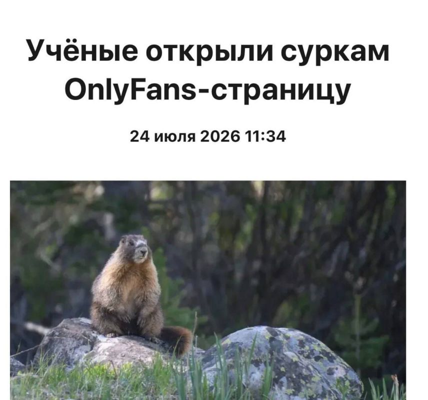 На OnlyFans «завелся» необычный аккаунт OnlyMarms, главные звёзды которого — сурки