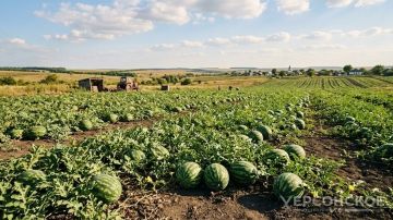 В Херсонской области бахчевыми культурами засеяно почти 600 га