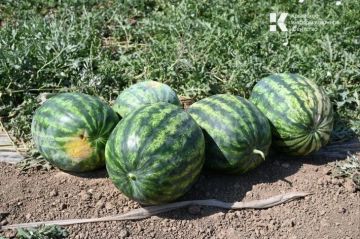 � ����� ����� �������� ���������� ������