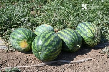� ����� ����� �������� ���������� ������