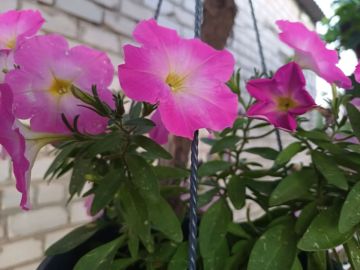 � ������ �����, ������!. ���� �������� ������������� ���, �����, ���������� ������� � ��������