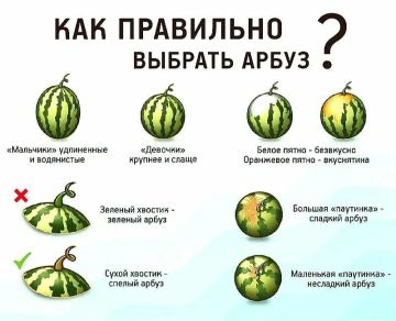 Август время арбузов. А конкретно 3 августа –День арбуза