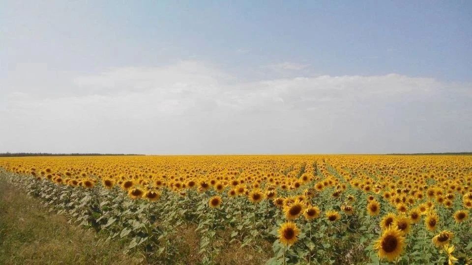 Владимир Сальдо: урожай Херсонской области значительно вырос по сравнению с прошлым годом