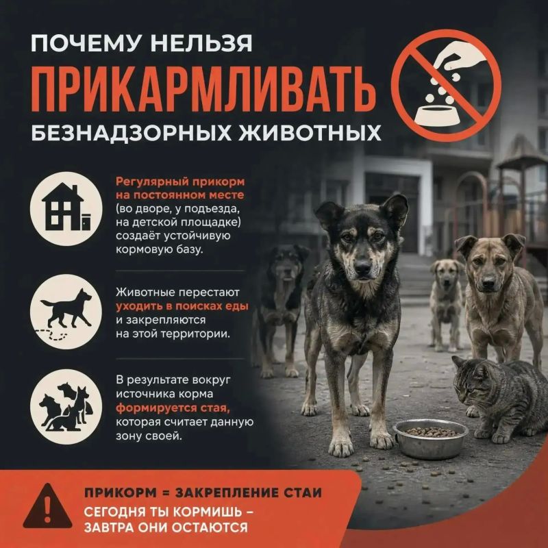 Постоянный прикорм — почему это опасно для дворов и площадок?