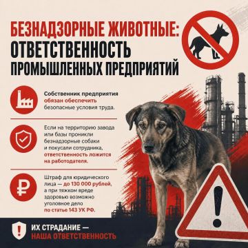 Безнадзорные животные: ответственность промышленных предприятий