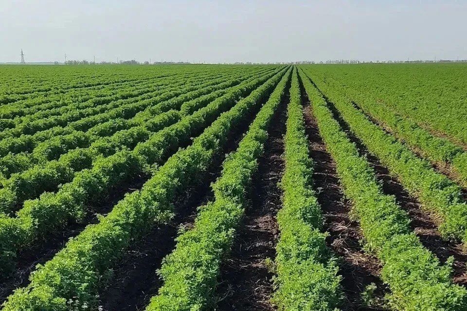 Доброе утро, Херсонщина!. Слова в мелодию вливаясь
