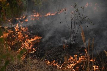 В Херсонской области и других новых регионах выросла угроза лесных пожаров