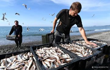 В Черном море зафиксировали нашествие хищной рыбы пеламиды, сообщает Институт биологии южных морей имени Ковалевского