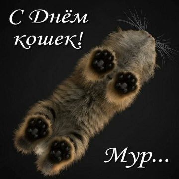Сегодня — Всемирный день кошек!