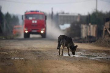 В Херсонской области объявлена чрезвычайная пожароопасность