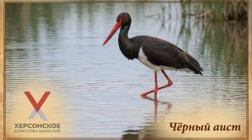 Черные аисты — молчаливые птицы: они не клацают клювами, как белые, а издают лишь тихое шипение или свист