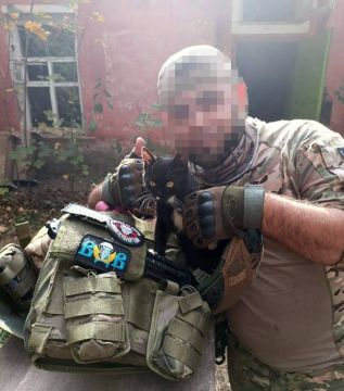 Боевого котика вам в ленту