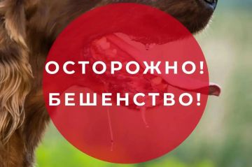 Как защититься от бешенства