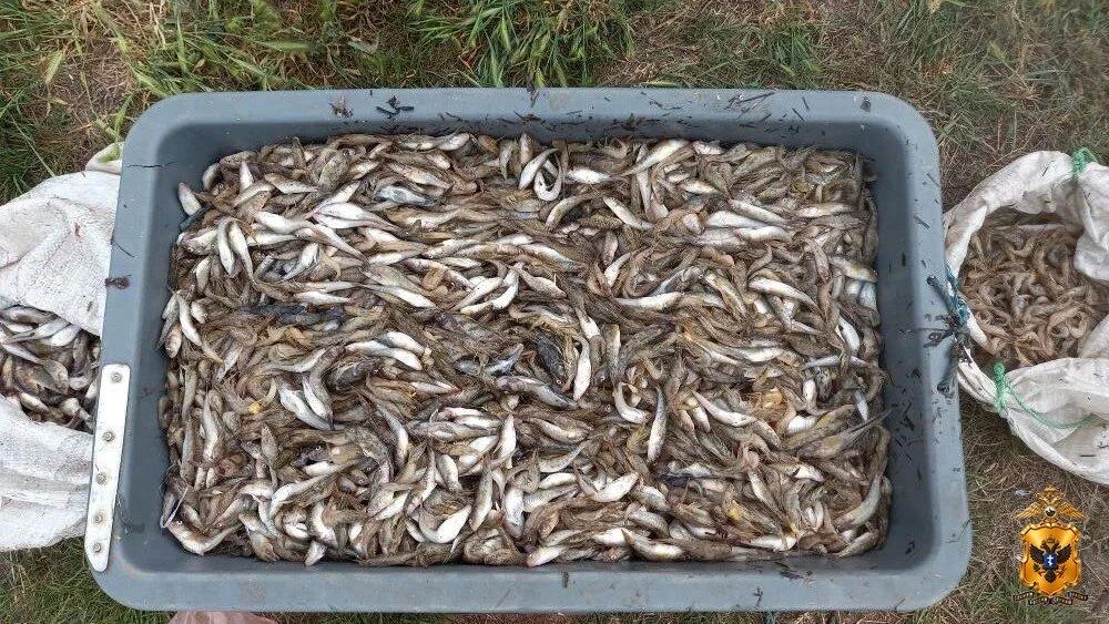 Улов на 1,3 млн рублей: в Херсонской области двое рыбаков наловили почти 12,5 тысячи креветок и бычков — теперь у них уголовка
