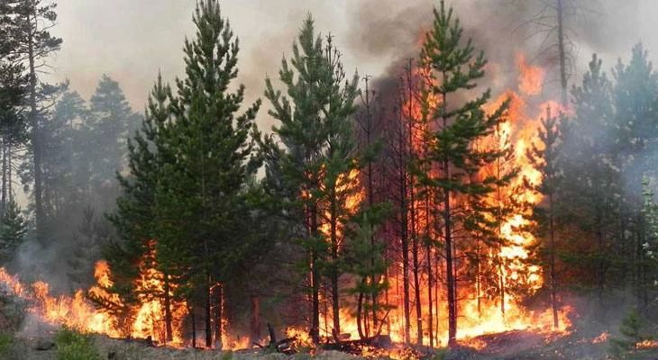 Чрезвычайная пожароопасность ожидается в Херсонской области 16 и 17 августа