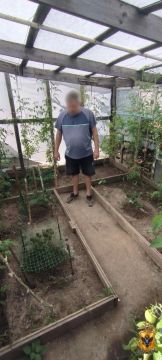 В Геническом округе полицейские обнаружили кусты конопли в теплице местного жителя