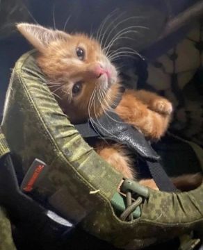 Снова боевой котик. #Коты