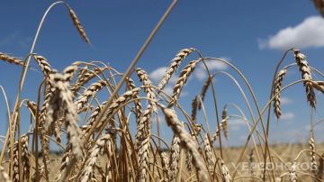 Россельхознадзор отменил 138 деклараций херсонских аграриев на 146,5 тыс