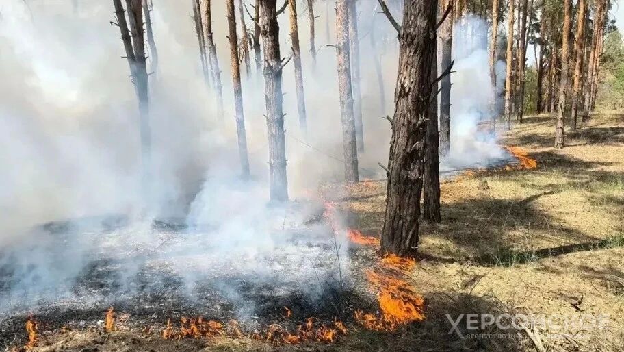 Сальдо: больше половины леса на Кинбурнской косе выгорело из-за ВСУ