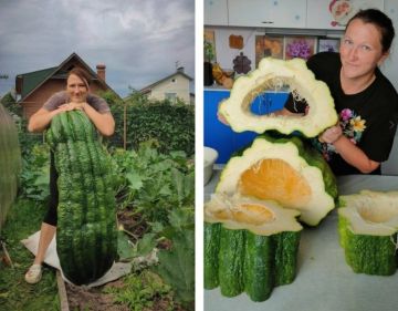 Гигантский кабачок весом 46 кг вырастила женщина из Истры