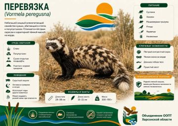 Перевязка: пёстрый хищник херсонских степей