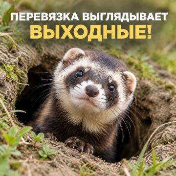 Пока перевязка выглядывает выходные, мы расскажем, что это за удивительный зверёк