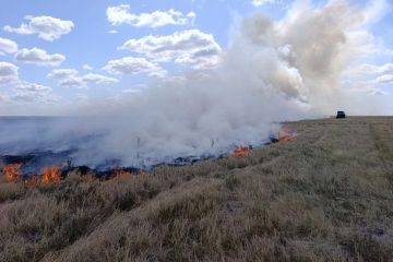 В Херсонской области назвали причину масштабных лесных пожаров