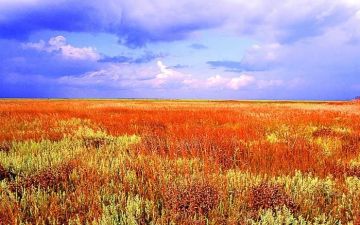 Доброе утро, Херсонщина!. Нивы сжаты, рощи голы