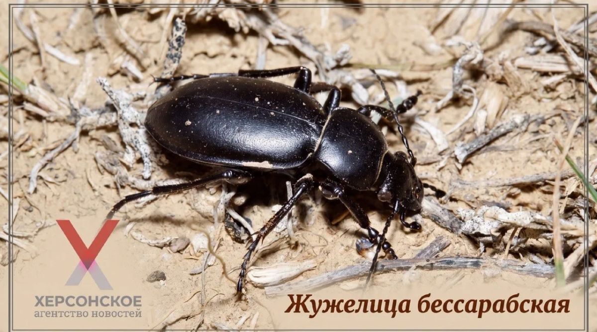 Жужелица бессарабская — крупный нелетающий жук, типичный обитатель целинных степей