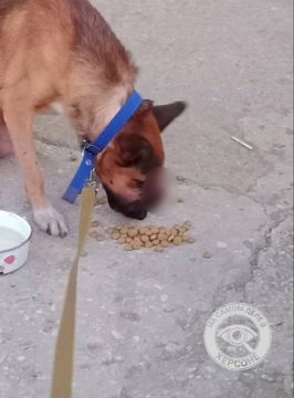 Пёс Бруно, изувеченный обстрелом, снова живёт полноценной жизнью