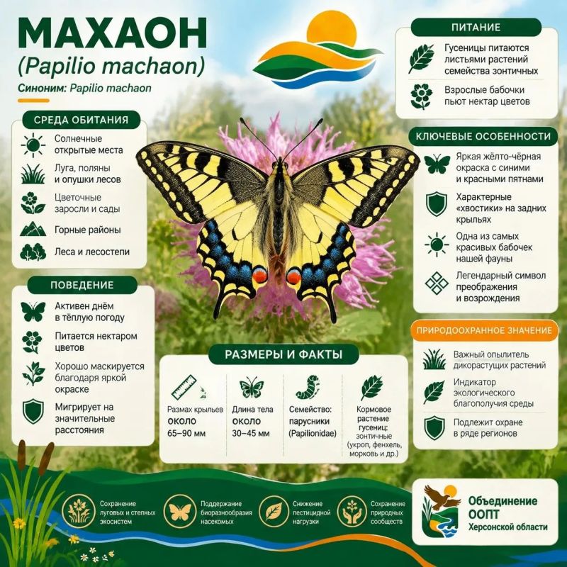 Махаон: бабочка с хвостами ласточки и секретным оружием