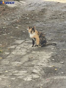 Срочно нужны котики!. Собрали большую подборку пушистых, но уверены: среди наших читателей живёт ещё много хвостатых звёзд