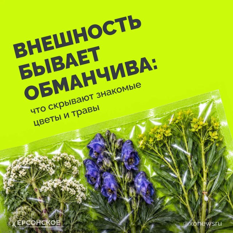 Сорвать букет на лугу или попробовать ягоду — привычные радости на свежем воздухе