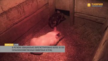 � ���������� ������� ���������������� ����� 55 ����� �������������������� �������� � ����, ��������� ��������� �������