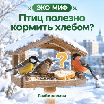 Эко-миф: хлеб — полезная подкормка для птиц?