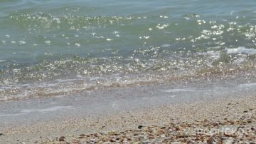 Ученые: бурая водоросль способствует очищению Азовского моря
