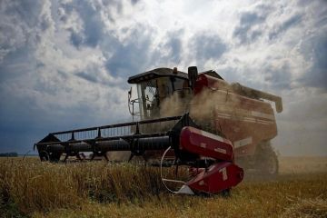 16 тысяч гектаров засеяли рапсом в Херсонской области
