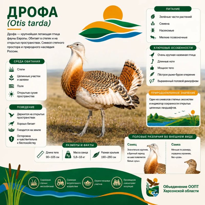 Дрофа — 16 килограммов степной грации