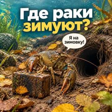 Где раки зимуют?. . С наступлением холодов раки в водоёмах Херсонской области не исчезают: поздней осенью они перебираются в донные укрытия, замедляют обмен веществ и проводят там большую часть зимы