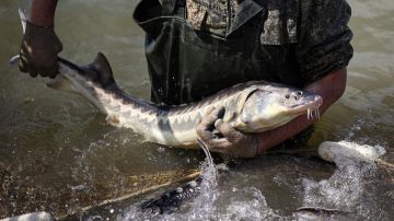 Осетровые возвращаются в Азовское море: учёные фиксируют резкий рост популяции